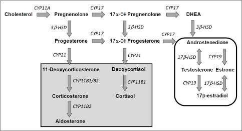 H295R 세포의 스테로이드 합성 경로.