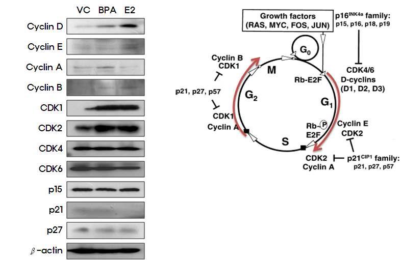 MCF-7의 E2와 BPA에 의한 cell cycle gene regulation을 western blotting을 통하여 확인. VC; vehicle control, BPA; Bisphenol A, E2; 17β-estradiol