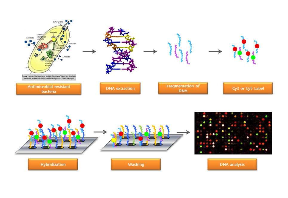 [보고서]항생제 내성 유전자 신속 검사를 위한 Microarray 실용화 연구