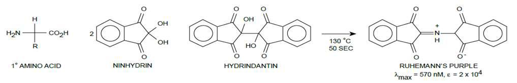post column 유도체화에 사용되는 Ninhydrin reagent에 의한 정색 반응과정