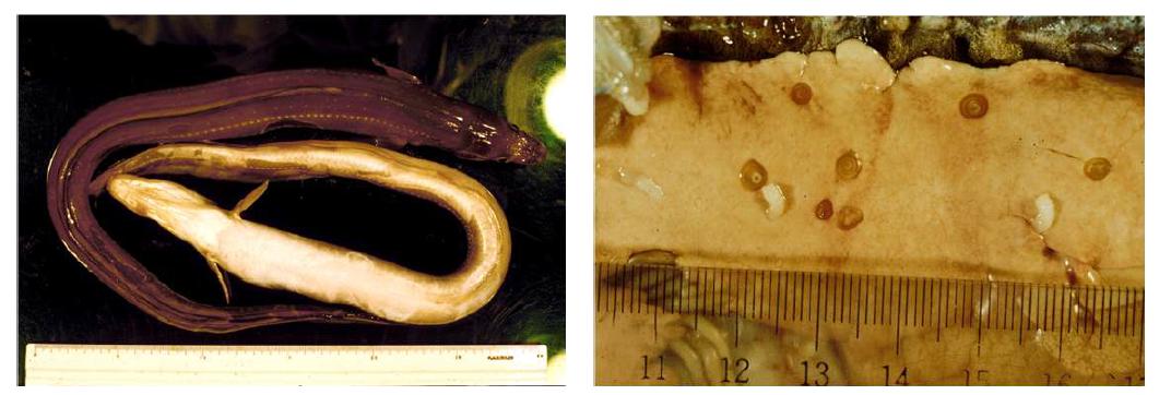 고래회충의 제2중간숙주인 붕장어와 붕장어 내장에 붙어있는 아니사키스 유충
