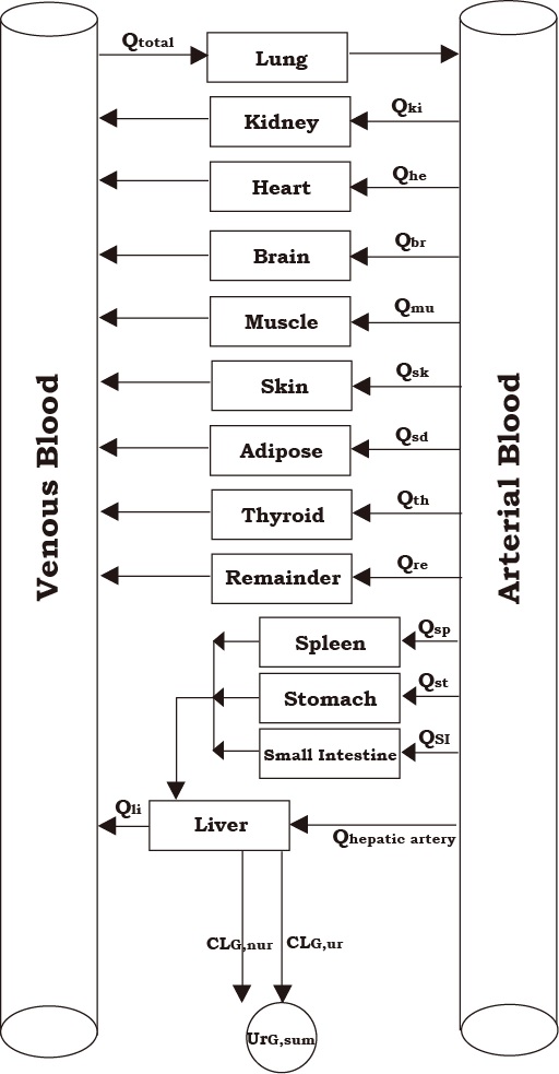 Figure 26. 랫트에서 글리시드아마이드의 동태를 예측할 수 있는 GA-PBPK 모델의 구성도