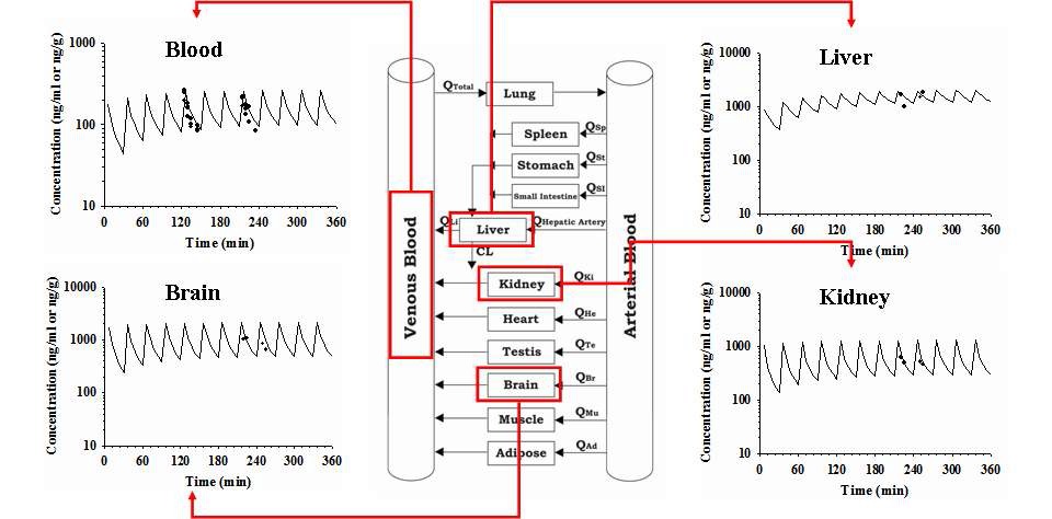 Figure 2. Bisphenol A를 대상으로 랫트를 이용해 개발한 PBPK model과 개발된 모델을 이용해 혈액을 포함한 조직 및 장기 중 bisphenol A의 혈중농도-시간 profile을 예측한 결과