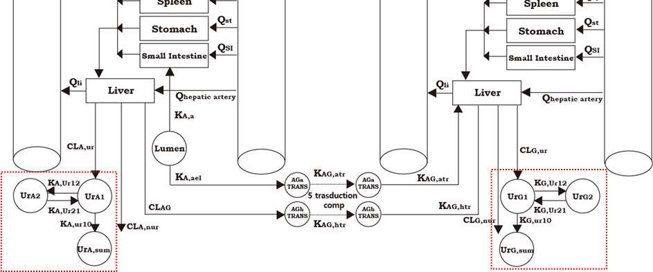 Figure 3. 인간에 대한 A A -GA -PBPK 모델에 추가된 컴파트먼트 (점선박스)