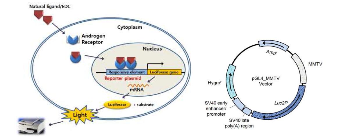 schematic representation of luciferase assay in 22Rv1-MMTV-Hyg stable cell line and the structure of ARE reporter plasmid.