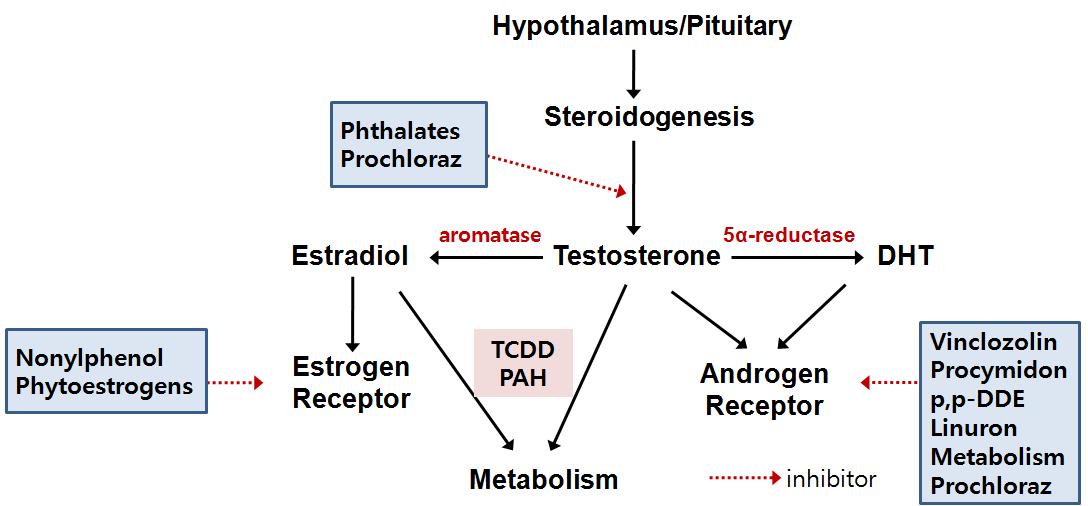 에스트로젠과 안드로겐양 물질을 중심한 내분비장애물질의 대략적인 작용기전