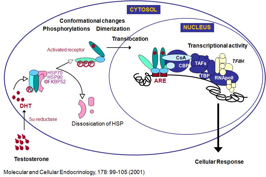 안드로겐 작용 세포에서 테스토스테론의 작용