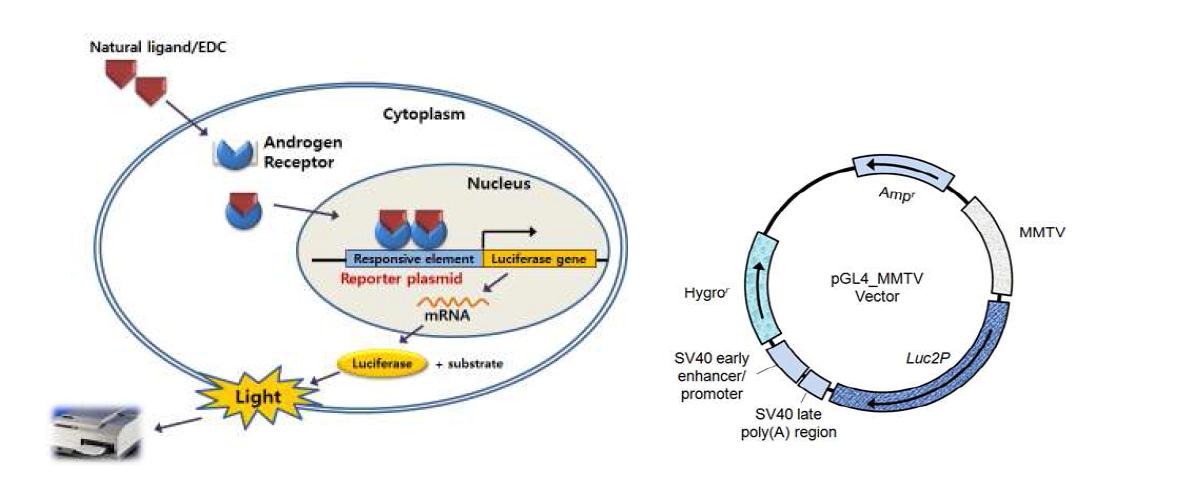 schematic representation of luciferase assay in 22Rv1-MMTV-Hyg stable cell line and the structure of ARE reporter plasmid.