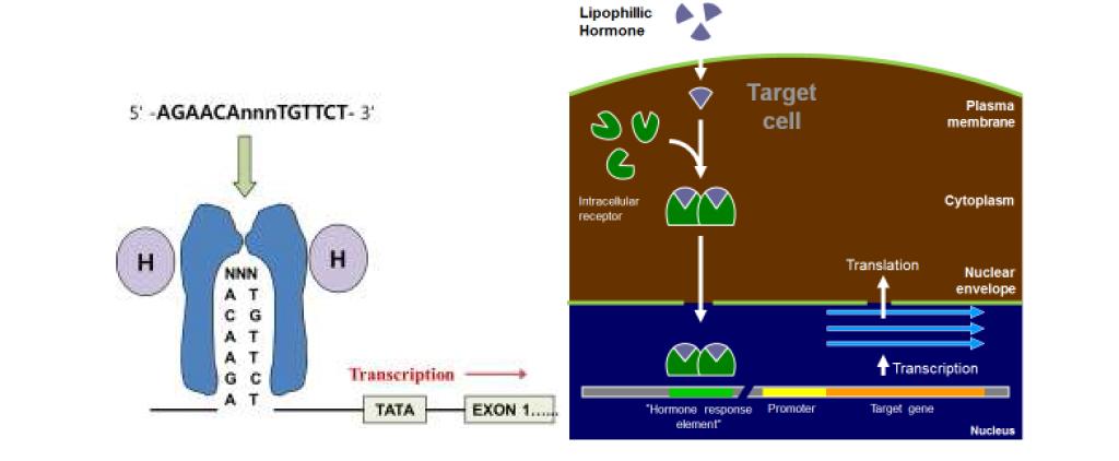 세포내 steroid hormone 작용 및 hormone responsive element 서열