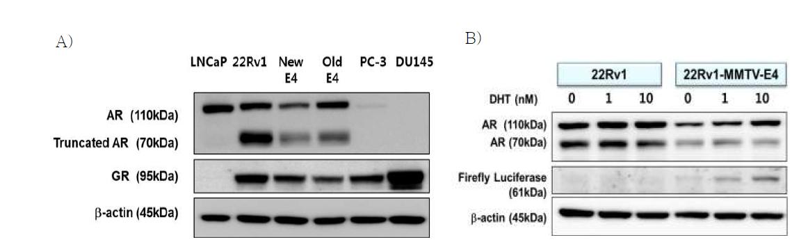 22Rv1/MMTV-E4 세포의 A) steroid 호르몬 수용체 단백질 발현 및 B) DHT 반응성 및 luciferase 단백질 발현