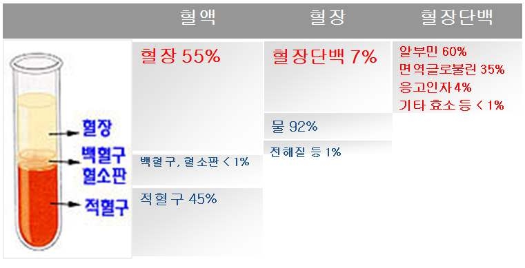 그림 1. 사람혈액의 구성