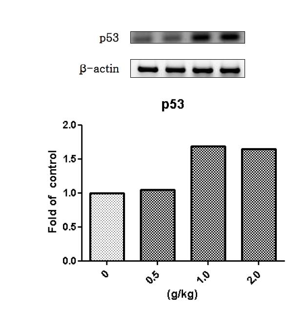 백선피 물추출물을 14일 동안 투여한 수컷랫드의 간에서 발현된 p53 유전자