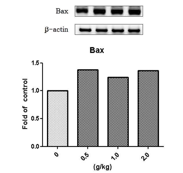 백선피 물추출물을 14일 동안 투여한 수컷랫드의 간에서 발현된 Bax 유전자