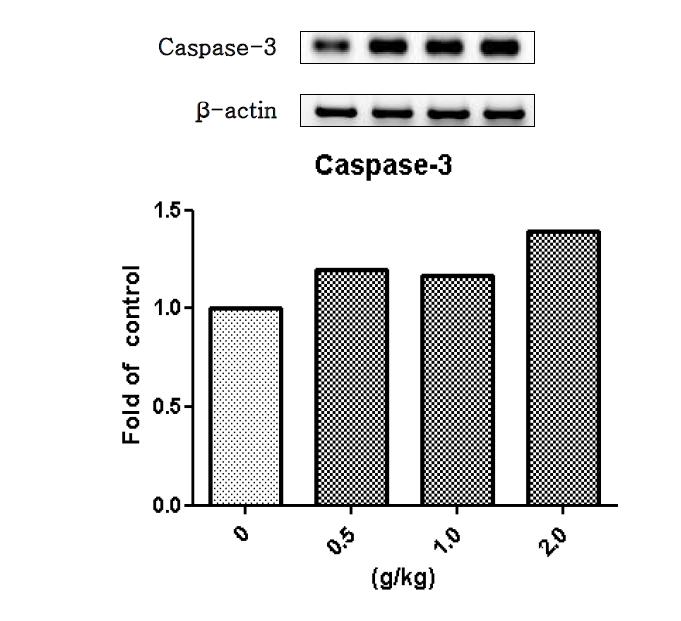 백선피 물추출물을 14일 동안 투여한 수컷랫드의 간에서 발현된 Caspase-3 유전자