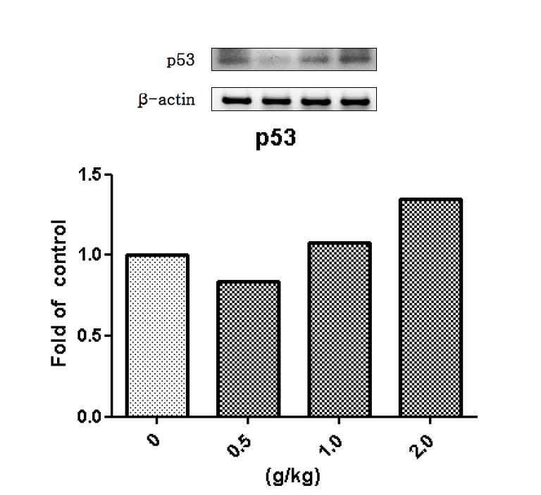 백출 물추출물을 14일 동안 투여한 수컷랫드의 간에서 발현된 p53 유전자