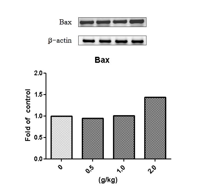 백출 물추출물을 14일 동안 투여한 수컷랫드의 간에서 발현된 Bax 유전자