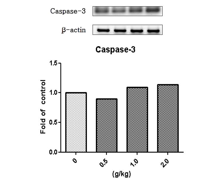 백출 물추출물을 14일 동안 투여한 수컷랫드의 간에서 발현된 Caspase-3 유전자