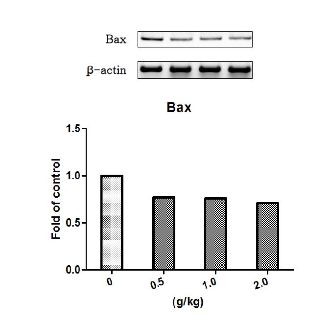 원지 물추출물을 14일 동안 투여한 수컷랫드의 간에서 발현된 Bax 유전자