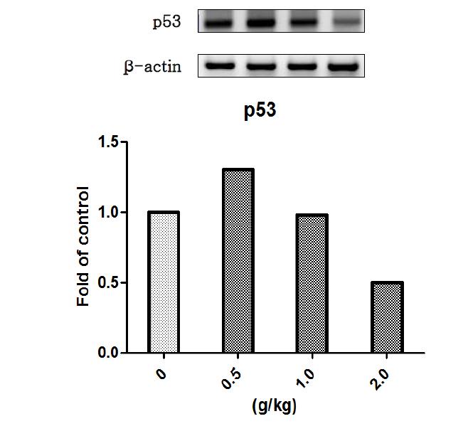 택사 물추출물을 14일 동안 투여한 수컷랫드의 간에서 발현된 p53 유전자