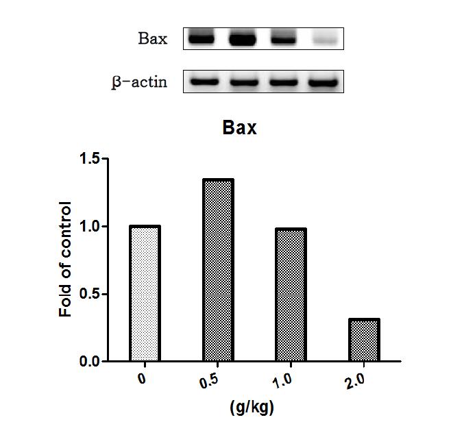 택사 물추출물을 14일 동안 투여한 수컷랫드의 간에서 발현된 Bax 유전자