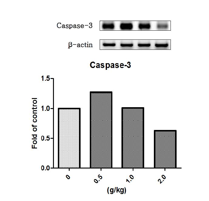 택사 물추출물을 14일 동안 투여한 수컷랫드의 간에서 발현된 Caspase-3 유전자