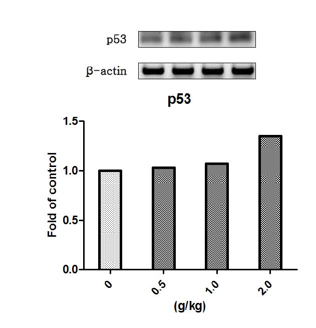 현호색 물추출물을 14일 동안 투여한 수컷랫드의 간에서 발현된 p53 유전자