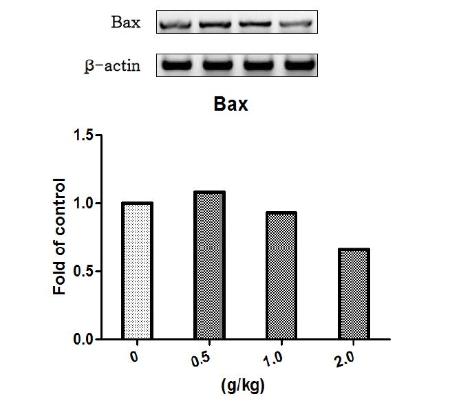 현호색 물추출물을 14일 동안 투여한 수컷랫드의 간에서 발현된 Bax 유전자