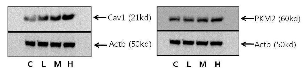 Western blot을 이용한 단백질 분석 결과