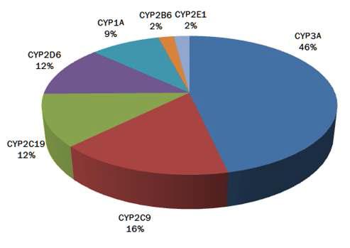 약물대사에 관여하는 주요 CYP450 isoenzyme