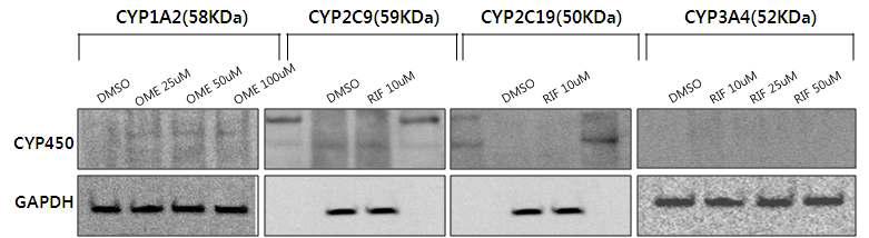 Cytochrome P450 protein expression in HepG2 cell for 48hours induction