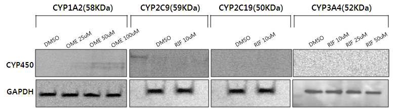Cytochrome P450 protein expression in Hep3B cell for 48hours induction