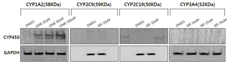 Cytochrome P450 protein expression in HepaRG cell for 48hours induction
