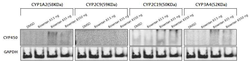 Cytochrome P450 protein expression treated bosentan in HepaRG cell for 48hours induction