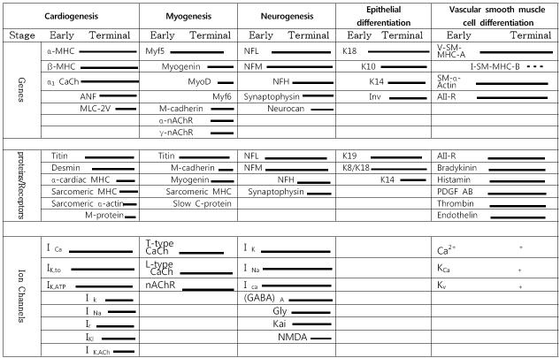 Summary of data showing the developmentally controlled expression patterns of ES-cell-derived cardiac, myogenic, neuronal, epithelial and vascular smooth muscle cell differentiation in vitro.