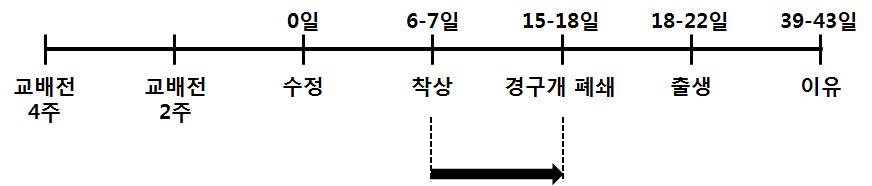 배▪태자 발생시험법에서의 독성물질 투여기간