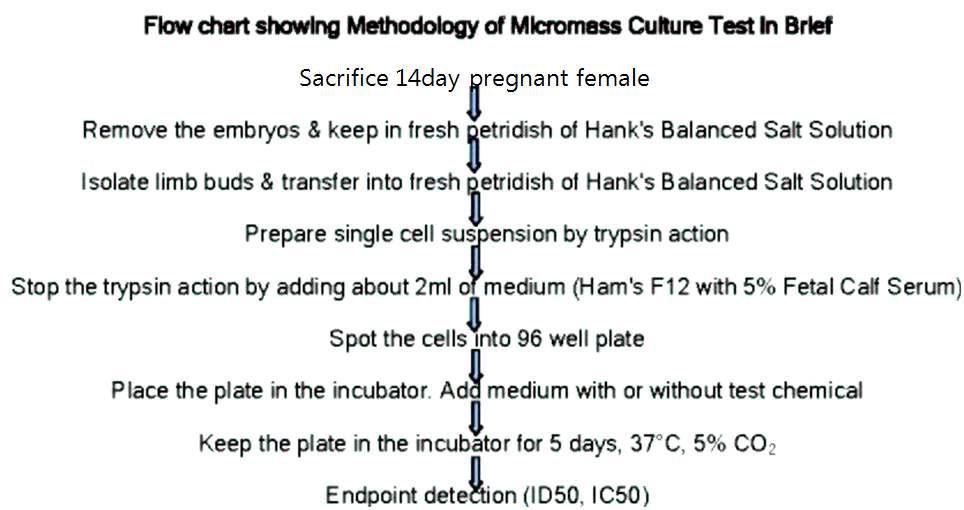 Micromass embryotoxicity assay 방법