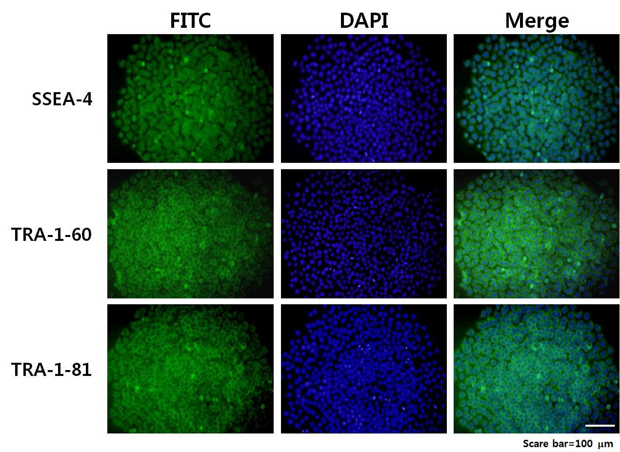 인간 배아줄기세포 SSEA-4, TRA-1-60, TRA-1-81의 발현 확인