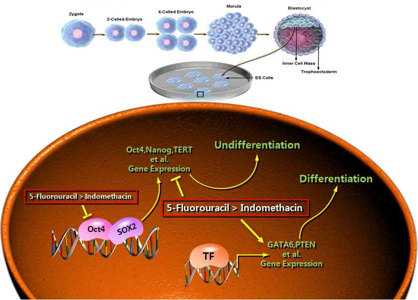 인간 배아줄기세포에서 발생독성 물질이 미치는 영향