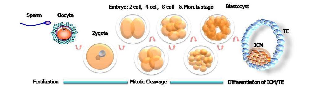 Fertilization, embryonic development and differentiation of blastocyst. ICM: inner cell mass, TE: trophectoderm.