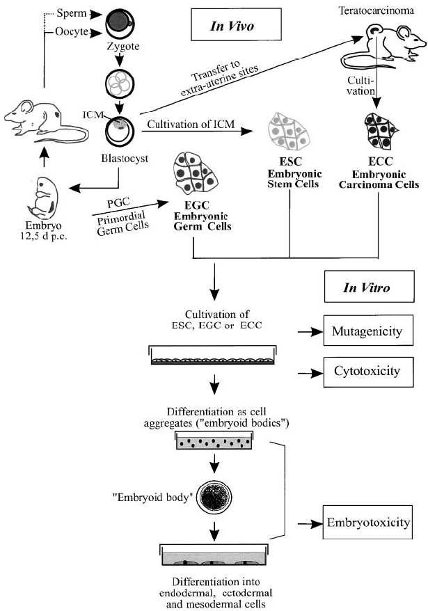 Origin and differentiation potential of embryonic stem (ES), and the use of the ES cell technology for mutagenicity, cytotoxicity and embryotoxicity analyses in vitro