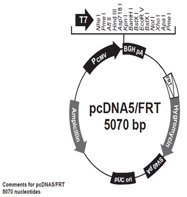 Figure 2-4. pcDNA/FRT vector의 map
