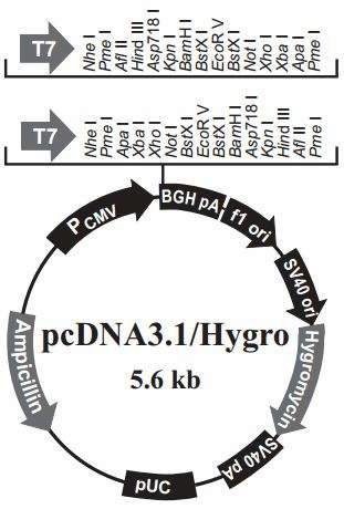 Figure 2-8. pcDNA3.1/hygro