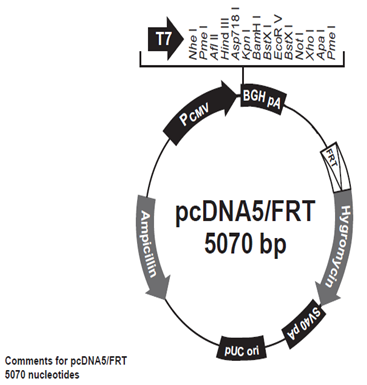 Figure 4. pcDNA/FRT vector의 map