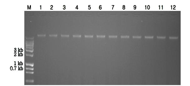 Non-GM 바탕 시료로부터 추출한 genomic DNA를 전기영동한 image