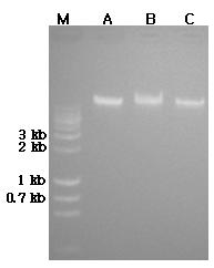 표준시료 A, B, C 로부터 추출한 genomic DNA를 전기영동한 image