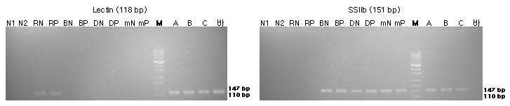 표준시료의 내재성 유전자(lectin과 SSIIb)의 정성 PCR 분석 결과를 전기영동한 이미지