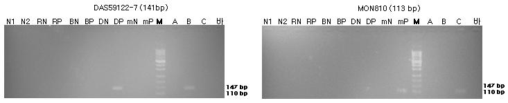 표준시료의 구조유전자 (DAS59122-7과 MON810)의 정성 PCR 분석 결과를 전기영동한 이미지