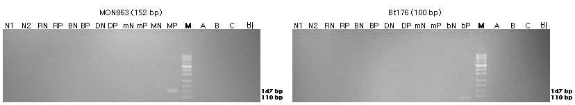 표준시료의 구조유전자(MON863과 Bt176)의 정성 PCR 분석 결과를 전기영동한 이미지