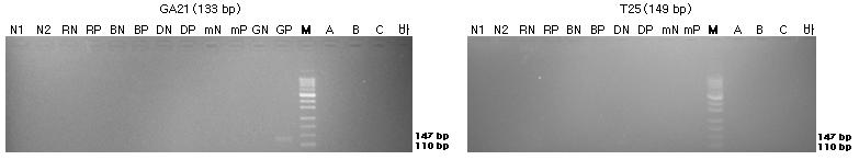 표준시료의 구조유전자(GA21과 T25)의 정성 PCR 분석 결과를 전기영동한 이미지