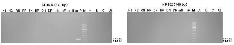표준시료의 구조유전자(MIR604와 MIR162)의 정성 PCR 분석 결과를 전기영동한 이미지